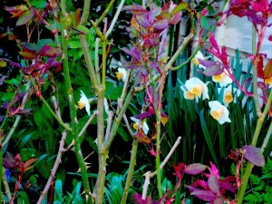 daffodils-and-rose-thorns