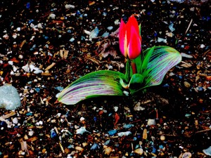 first-tulip-of-spring