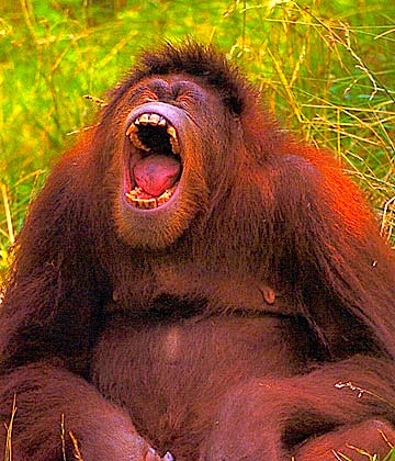 orangutan_yawn