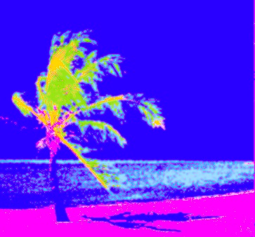 palm tree, shadow6