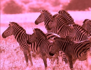 herd of zebra b & w