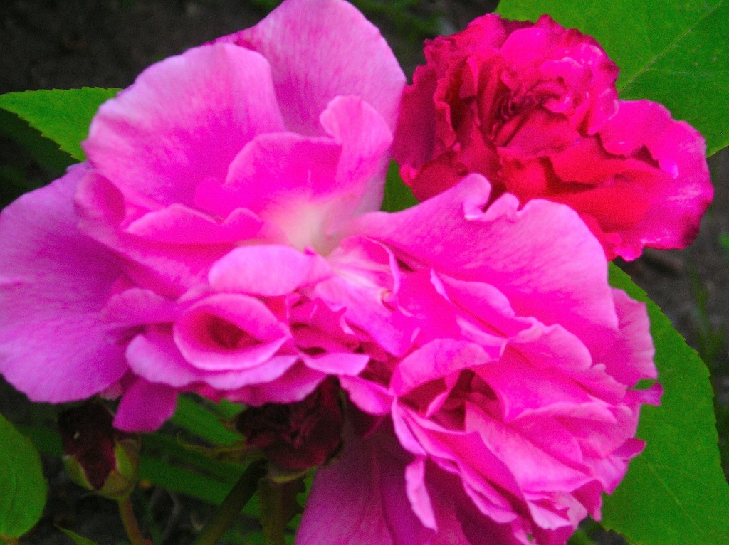 partial pink roses